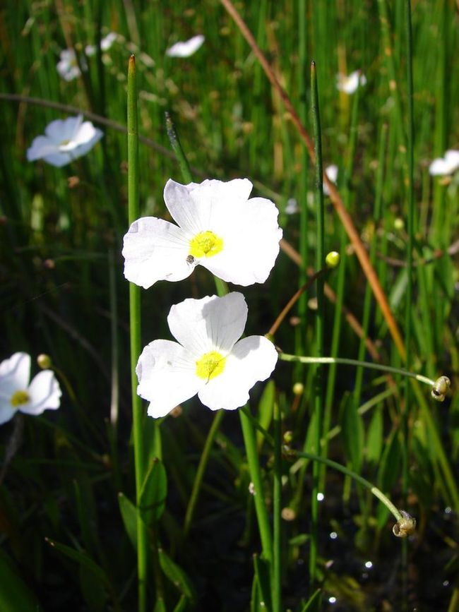 fleur blanche_Le Gâvre (44).jpg