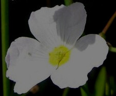 Une fleur.jpg