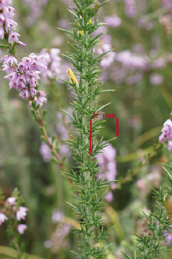Ulex minor.jpg