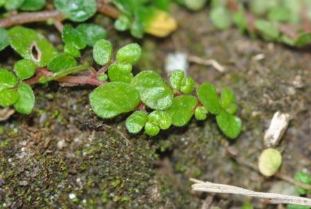 Soleirolia soleirolii (Req.) Dandy 01.jpg