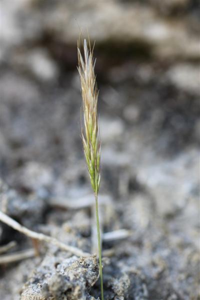 indice: thérophyte