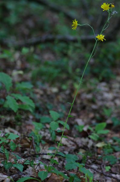 plante à rosette et à écailles écartées