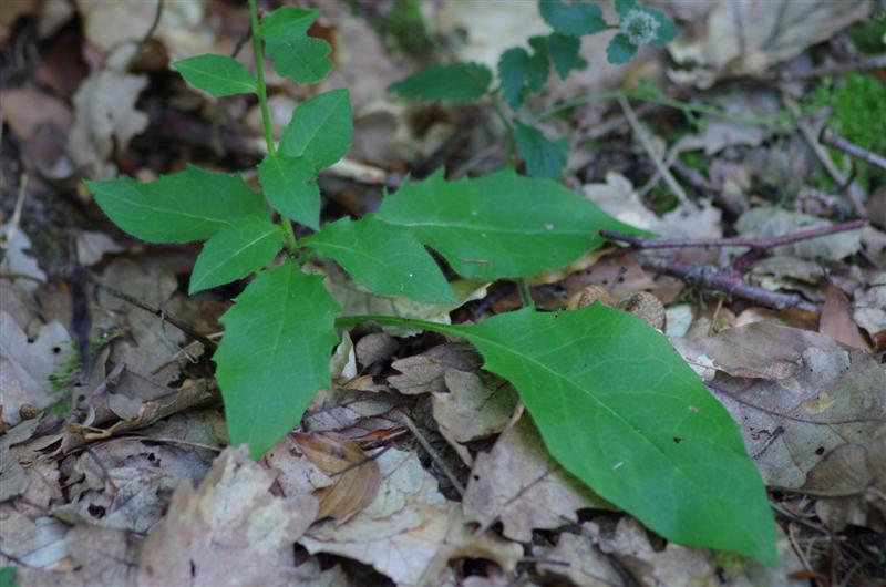 idem mais plante à bractées de l'involucre non écartées