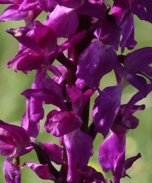 détail de la fleur