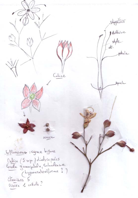 Quelques notes crayonnées