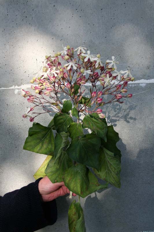 Cliché de l'inflorescence avec feuilles