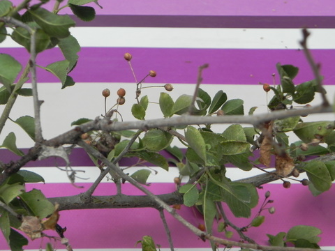 DSCN4453.JPG