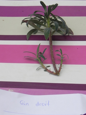 DSCN4455.JPG