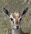 Gazelle.jpg