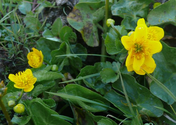 caltha palustris.jpg