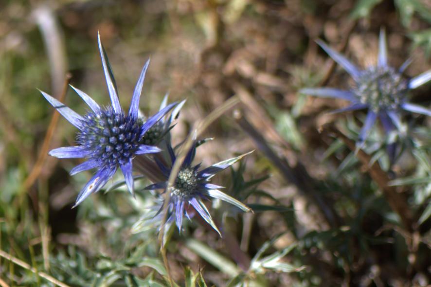 eryngium bourgatii.jpg