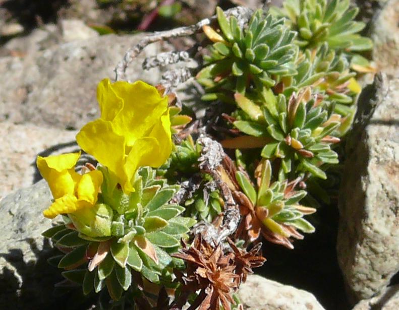 douglasia vitaliana , androsace de vital.jpg