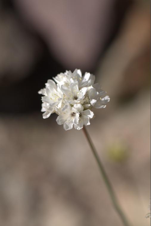 armeria pubinervis.jpg
