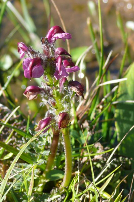 pedicularis mixta.jpg
