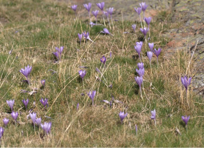 crocus nudiflorus  safran des pyrenées.jpg