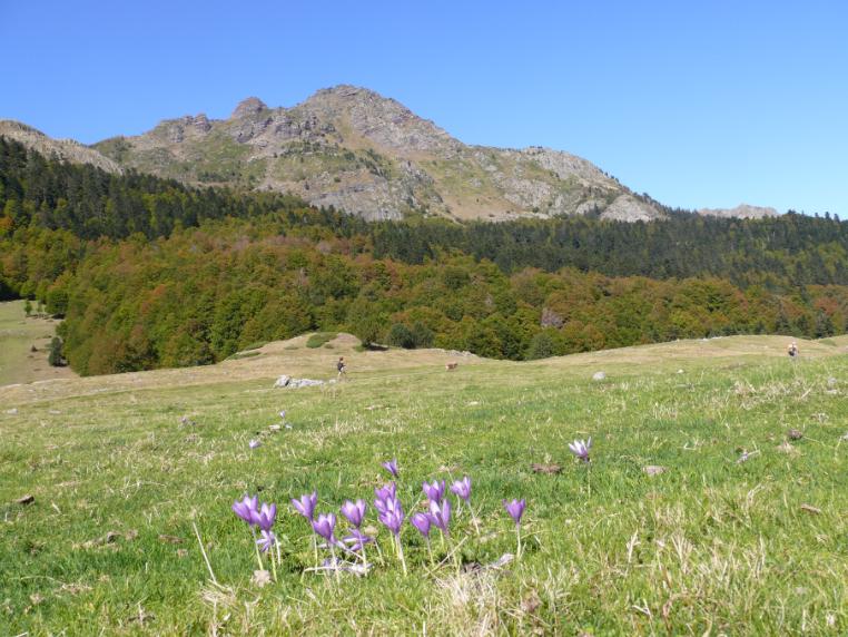 quelques arbres.jpg