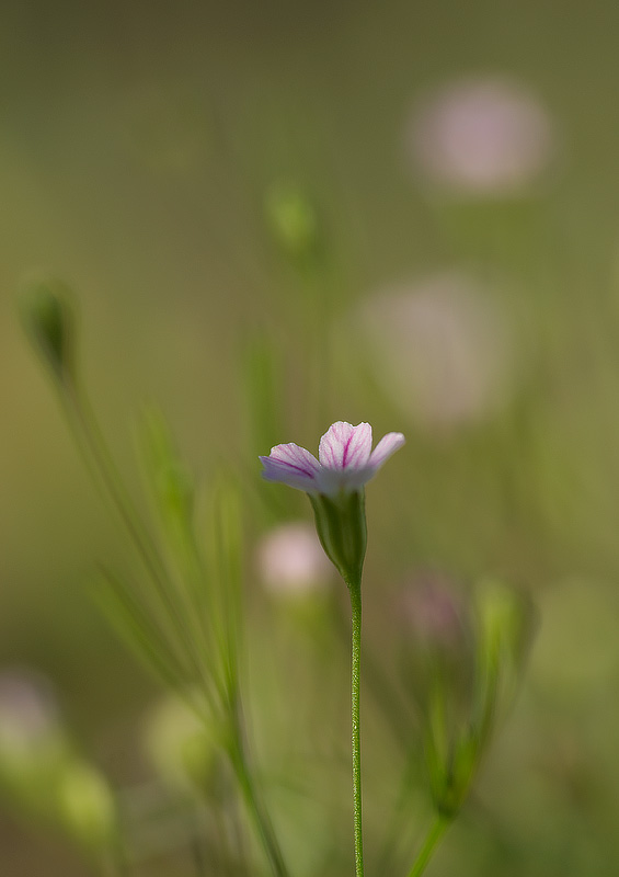 fleur-rose.jpg