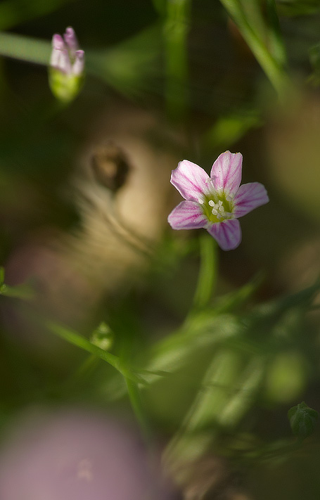 fleur-rose (2).jpg