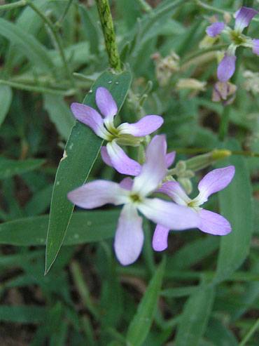 fleur-inconnue.jpg