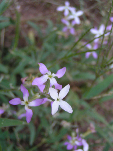 fleur-inconnue-2.jpg