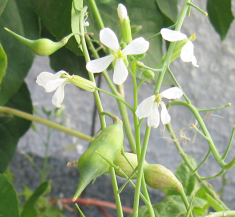 Fleur inconnue.jpg