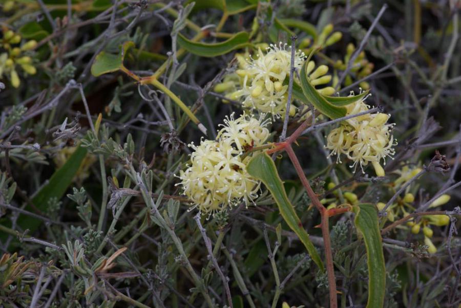 smilax.jpeg