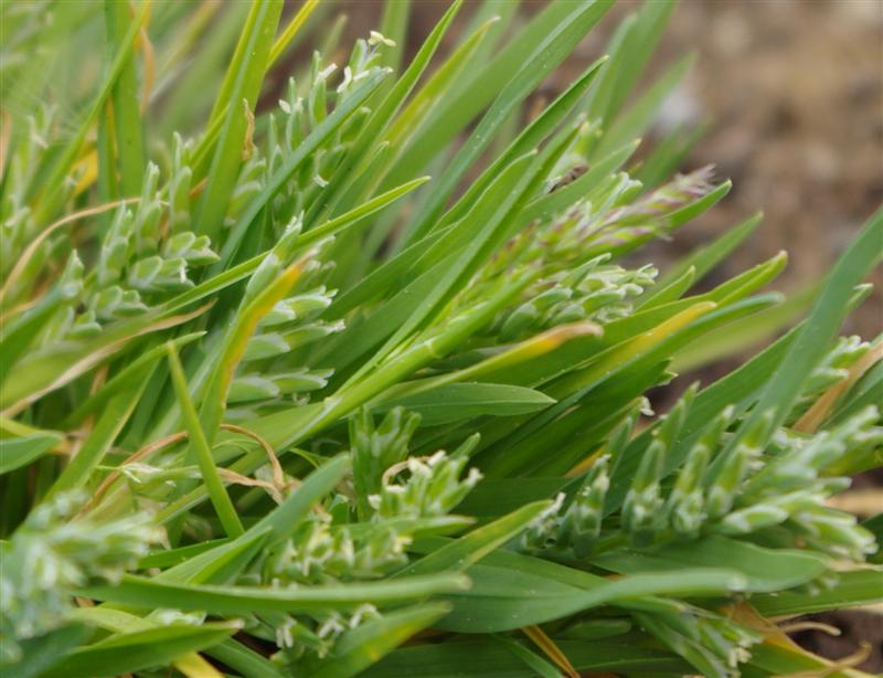 PROVENANCE : LA PALUD SUR VERDON
