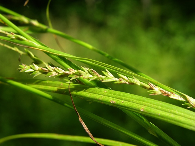 jcs-carex-strigosa-27071.jpg