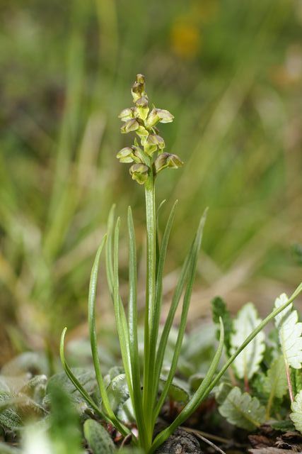 Chamorchis alpina [640x480].JPG