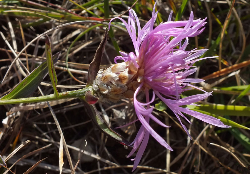 Centaurea jacea