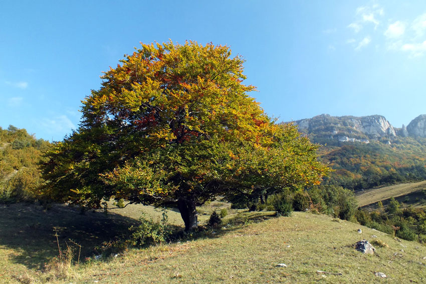Fagus sylvatica