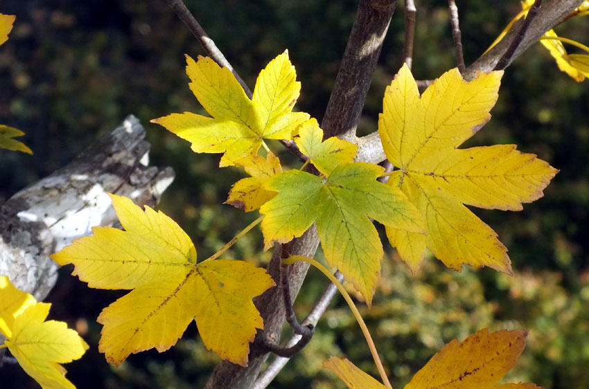 Acer