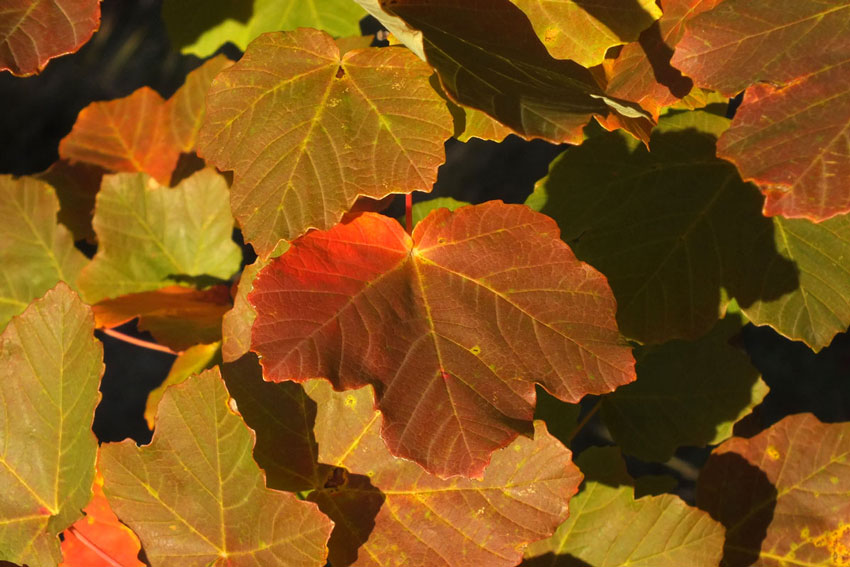 Acer opalus