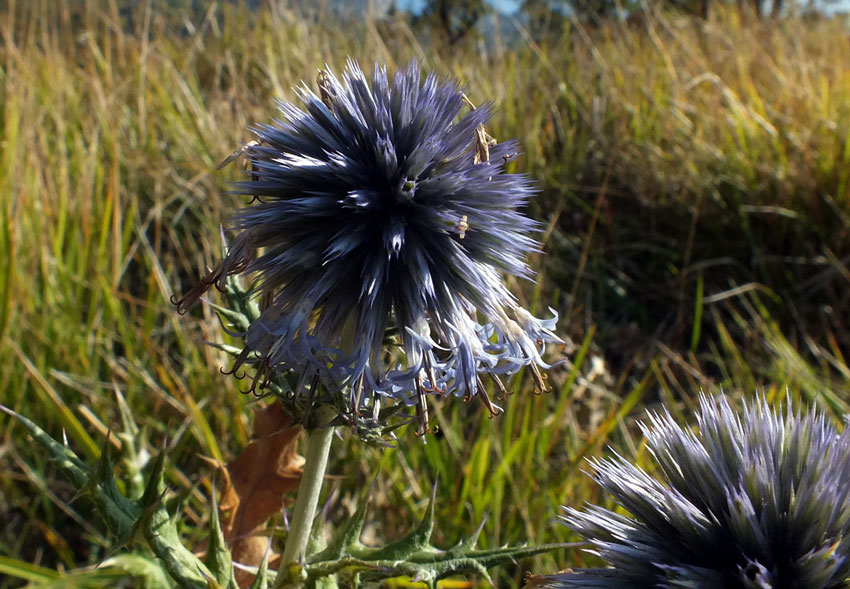 Echinops ritro