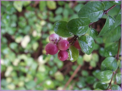 DSCF5650a.JPG
