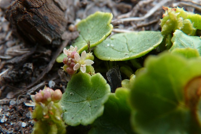 hydrocotyle.jpg