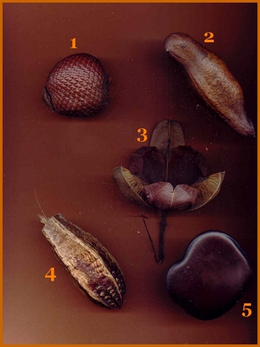 fruits exo3a.jpg