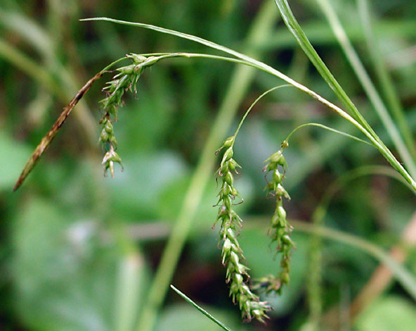 Carex silvatica.jpg