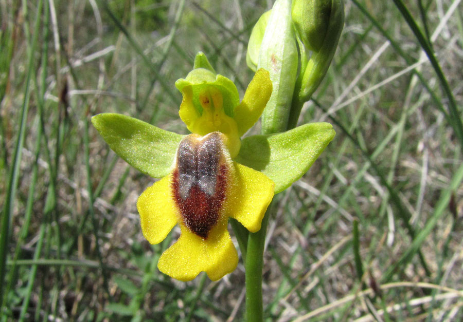 Ophrys-lutea-1b.jpg