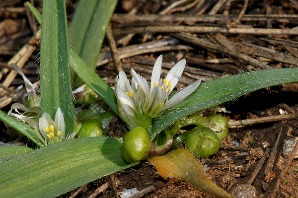 Allium-chamaemoly-02002-2.jpg