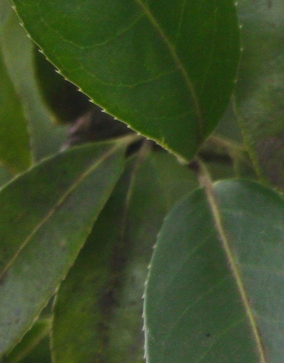 Euonymus-lucidus1.jpg