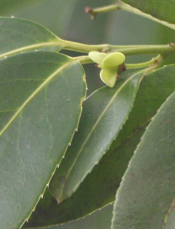 Euonymus-lucidus2.jpg