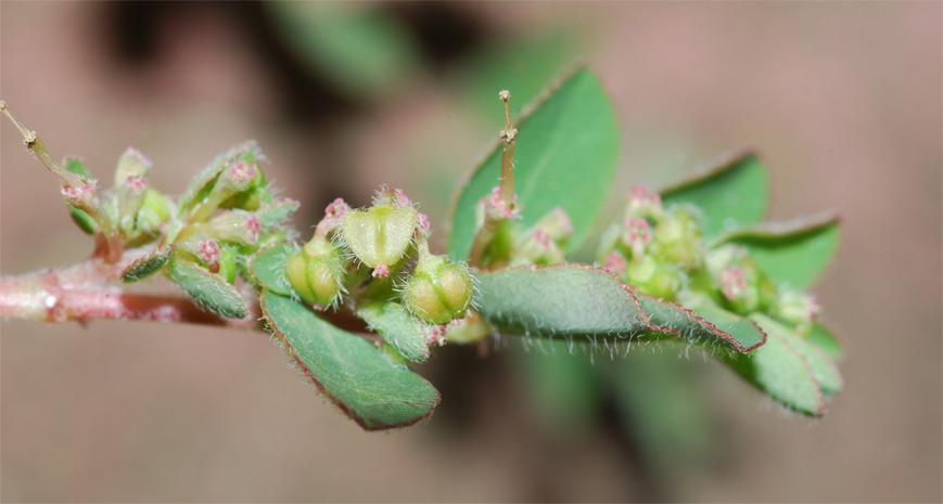 Euphorbia prostrata Aiton