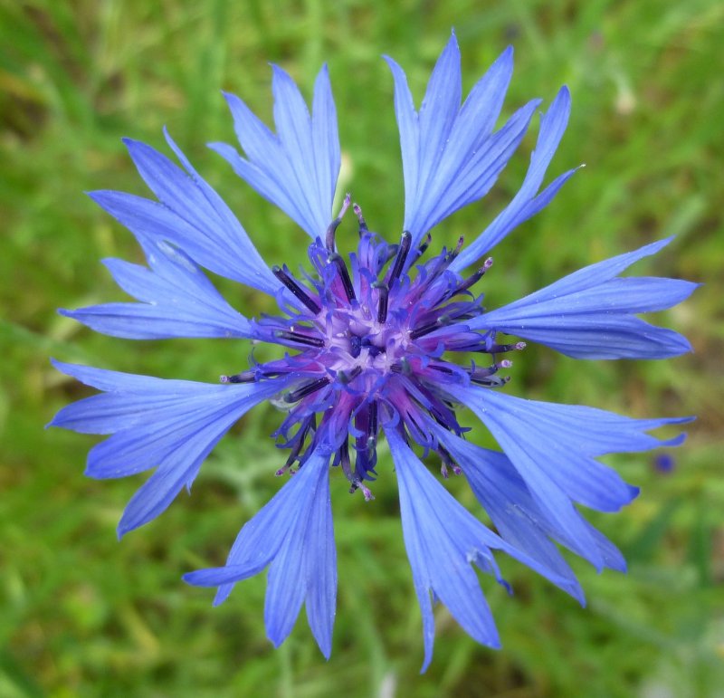 Bleuet-61 (Centaurea cyanus).jpeg