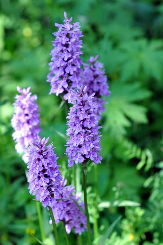 Orchis de Fuchs-241 (Dactylorhiza fuchsii).jpeg