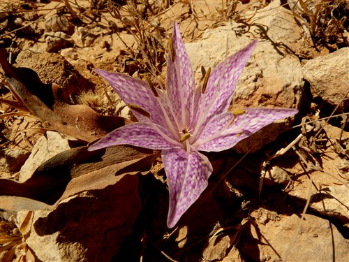 Colchicum variegatum