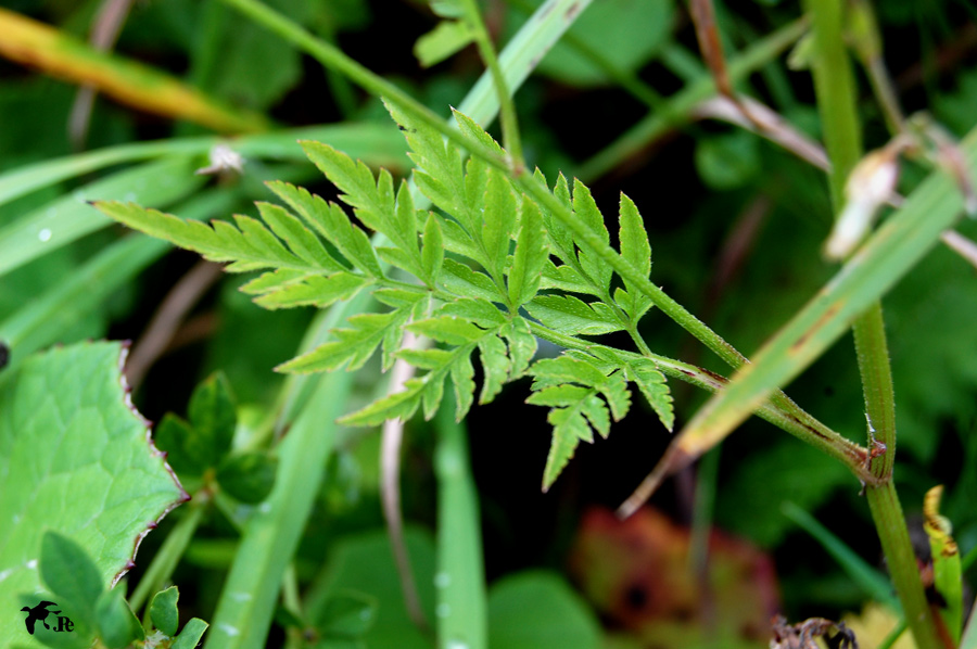 DSC_3243.jpg
