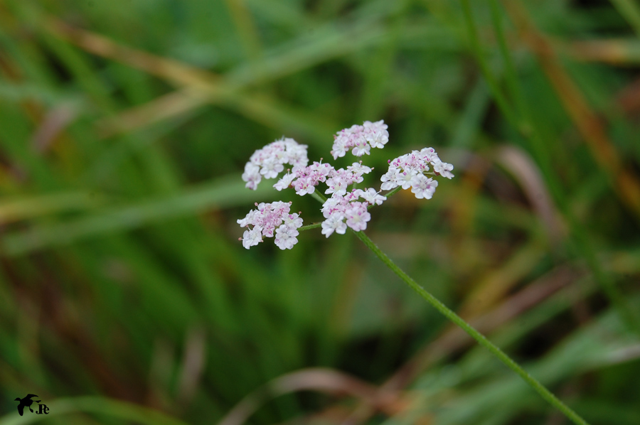 DSC_3245.jpg