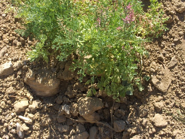autre fleurs 019 [50%].JPG