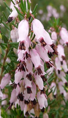 erica carnea st sauveur mifév11 P1070435-1.JPG